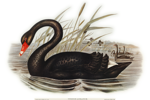 Black Swan by Elizabeth Gould