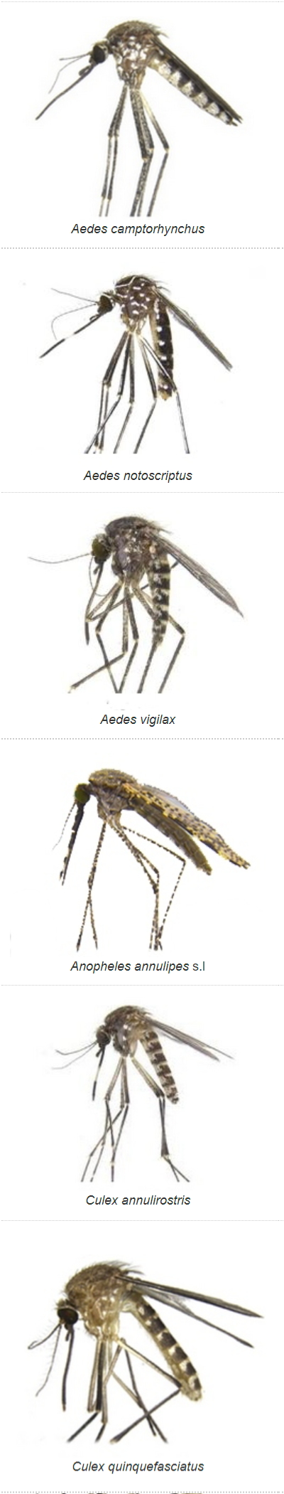 Common-Mosquitoes-in-Western-Australia