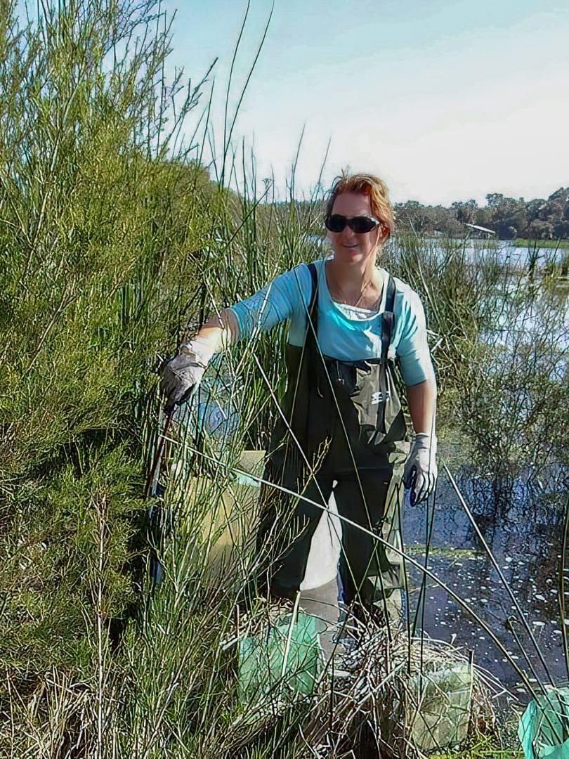 Angie pulling out tree guards from mature plants at Bibra Lake in 2016