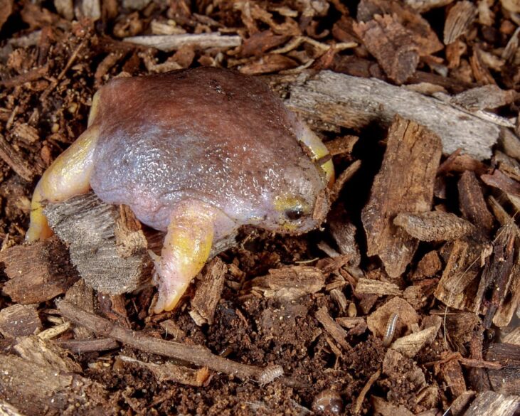 turtle frog 3