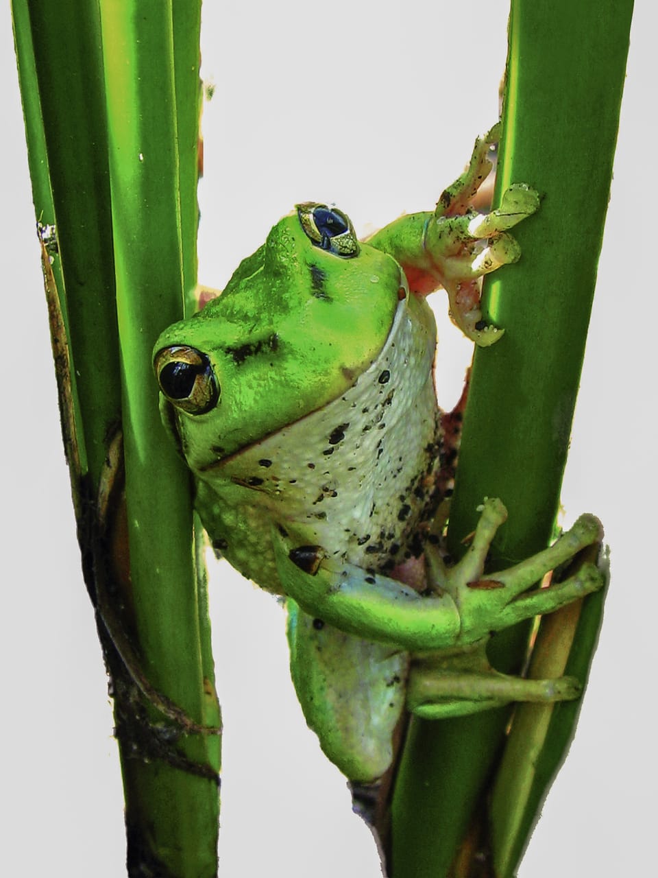 GWAW Frog Mascot