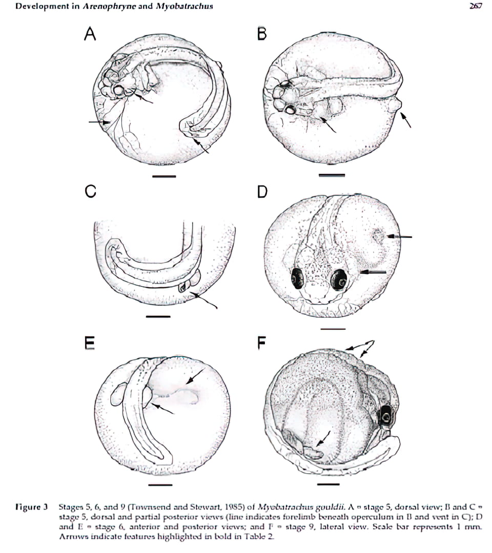 Figure 1: Development of the Turtle Frog, Myobatrachus gouldii