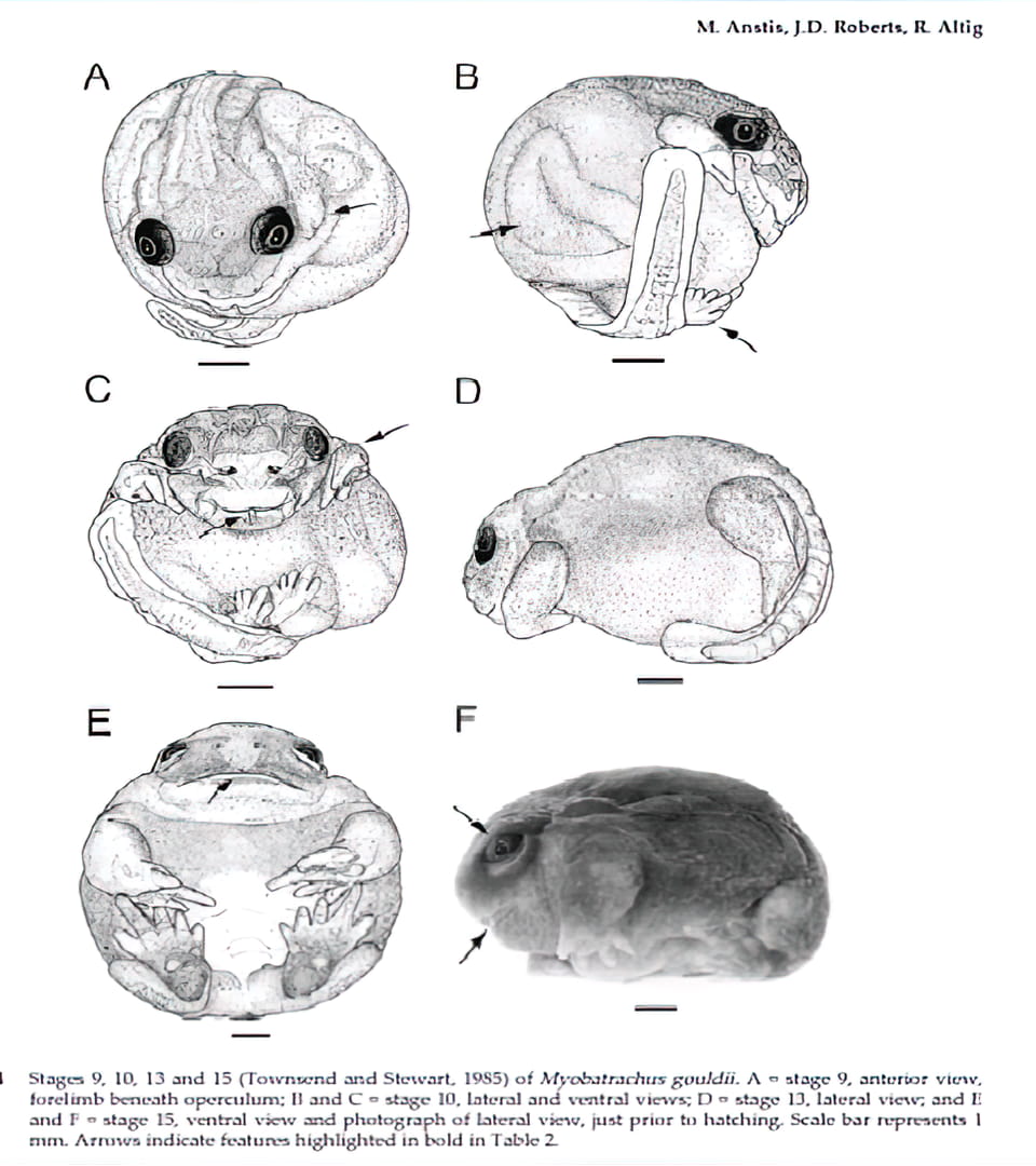 Figure 2: Development of the Turtle Frog, Myobatrachus gouldii