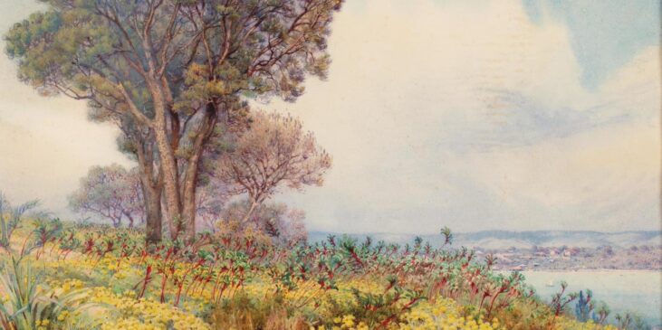 Edith Adie –
Western Australian Wildflowers c1892-c1930
State Art Collection, Art Gallery of Western Australia