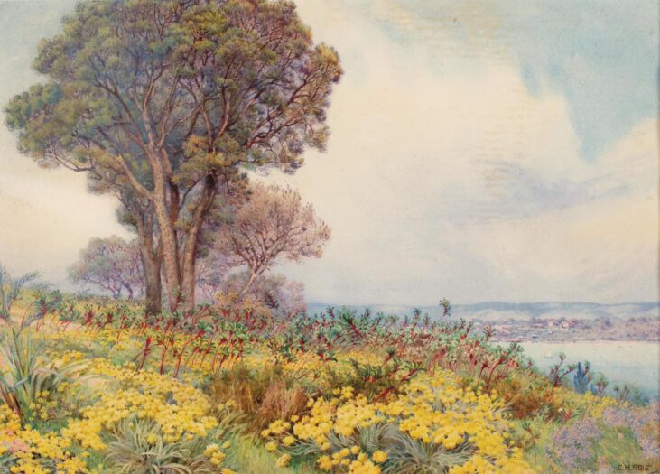 Edith Adie –
Western Australian Wildflowers c1892-c1930
State Art Collection, Art Gallery of Western Australia