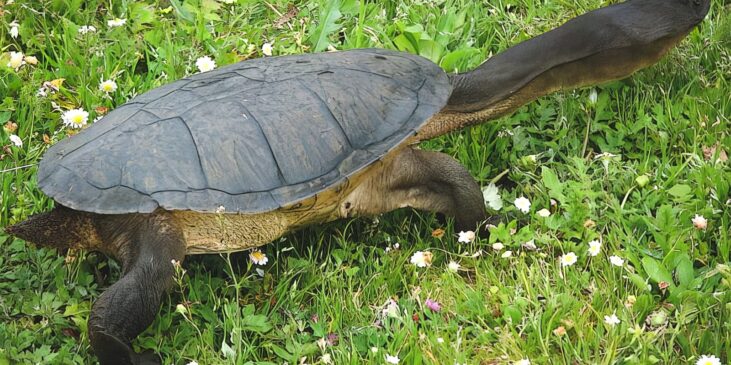 sw-snakenecked-turtle